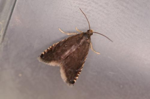 Réf. 323 372 : Pammene germmana